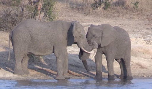 mơ thấy voi đánh con gì - 5 con số may mắn của voi