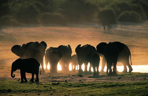 mơ thấy voi đánh con gì - 4 mơ thấy đàn voi